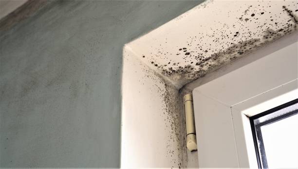 Best Airborne Mold Testing  in Oak Hill, WV