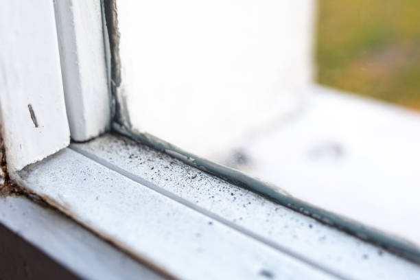 Best Environmental Consulting for Mold Prevention  in Oak Hill, WV