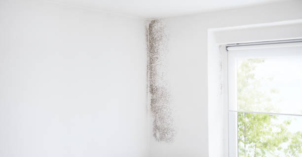Best HVAC Mold Inspection and Cleaning  in Oak Hill, WV