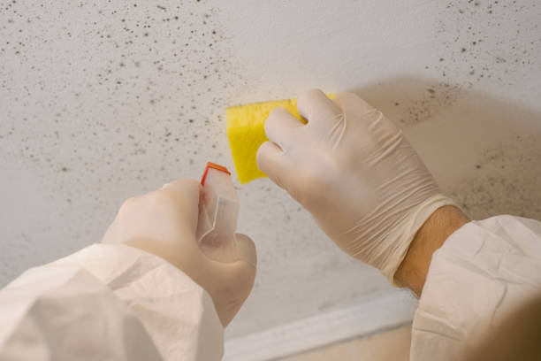 Best Asbestos and Lead Testing During Mold Inspection  in Oak Hill, WV