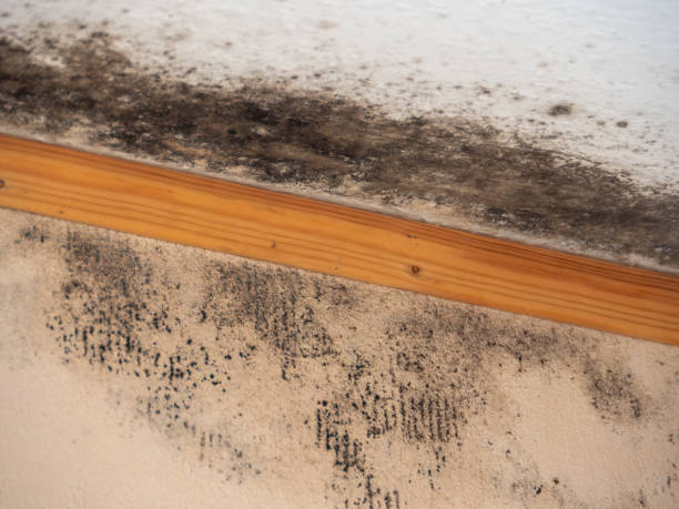 Best Mold Remediation for Vacation Homes  in Oak Hill, WV