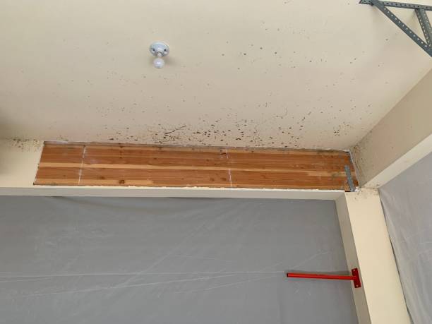 Best Emergency Mold Remediation  in Oak Hill, WV
