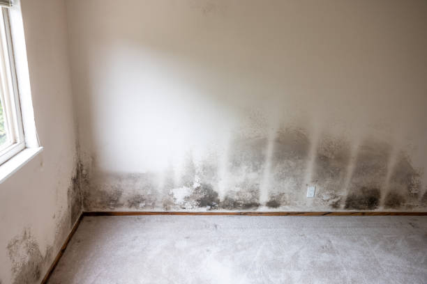 Reliable Oak Hill, WV Mold Removal Solutions