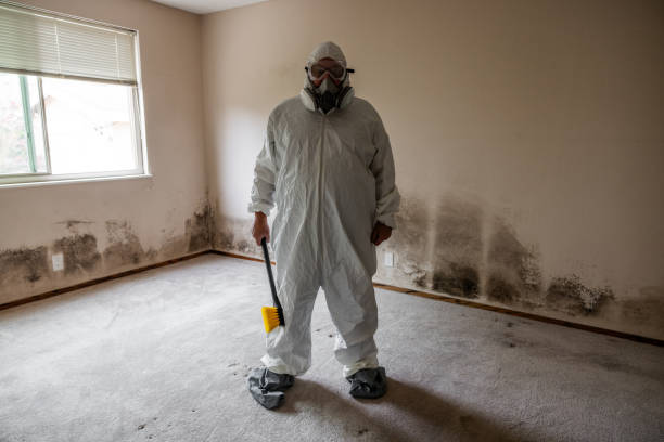 Best Black Mold Removal  in Oak Hill, WV