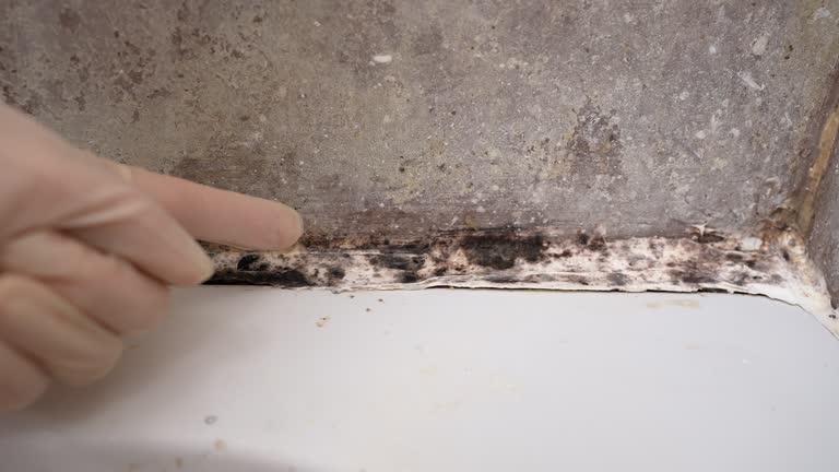 Best Mold Remediation for Healthcare Facilities  in Oak Hill, WV