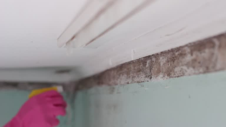 Best Industrial Mold Remediation  in Oak Hill, WV